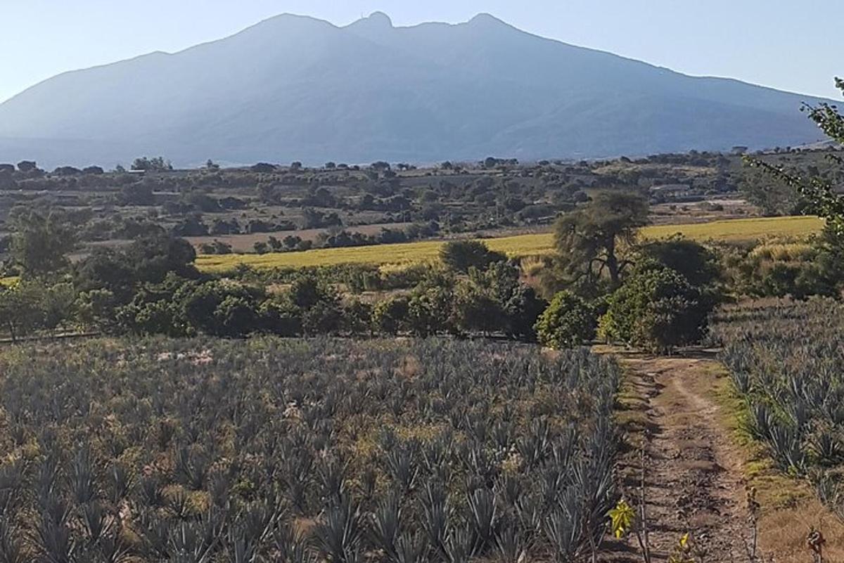 una strada sterrata in un campo con una montagna sullo sfondo