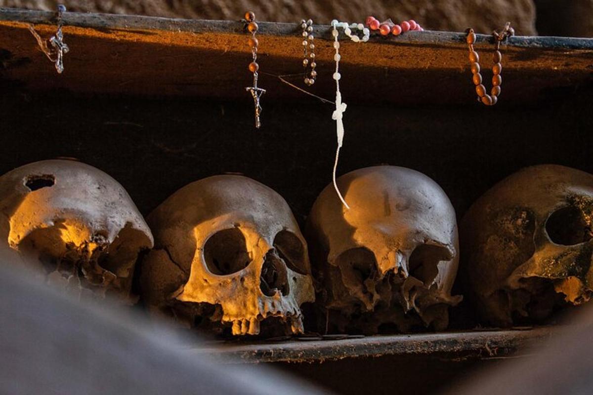 a group of skulls are sitting in a drawer