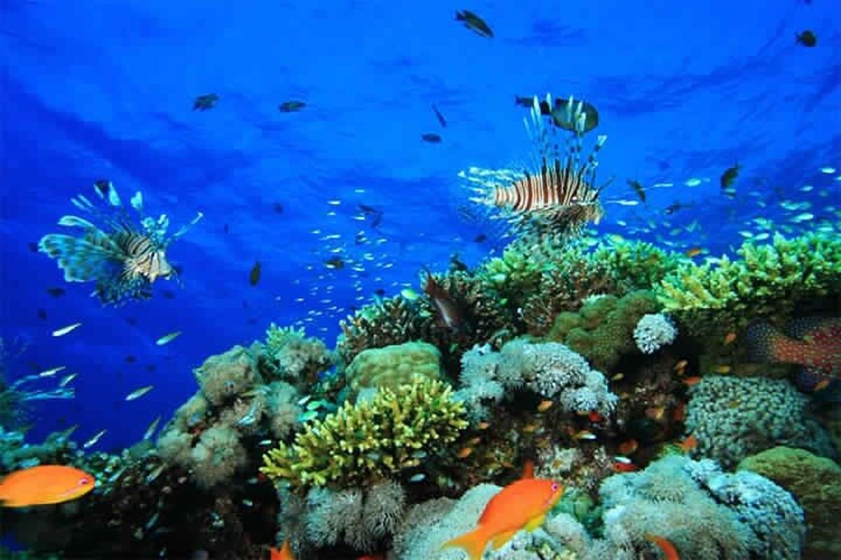 terumbu karang dengan ikan di lautan