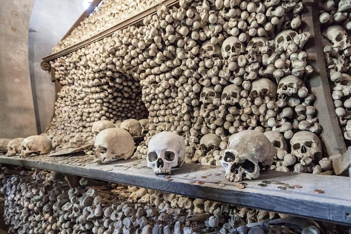 a bunch of skulls sitting on a shelf