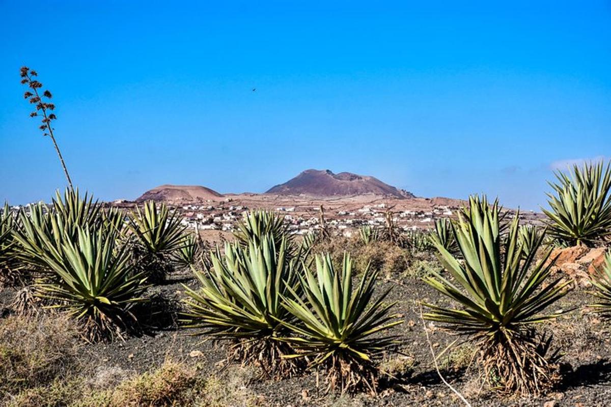 a group of palm trees in the desert with a mountain