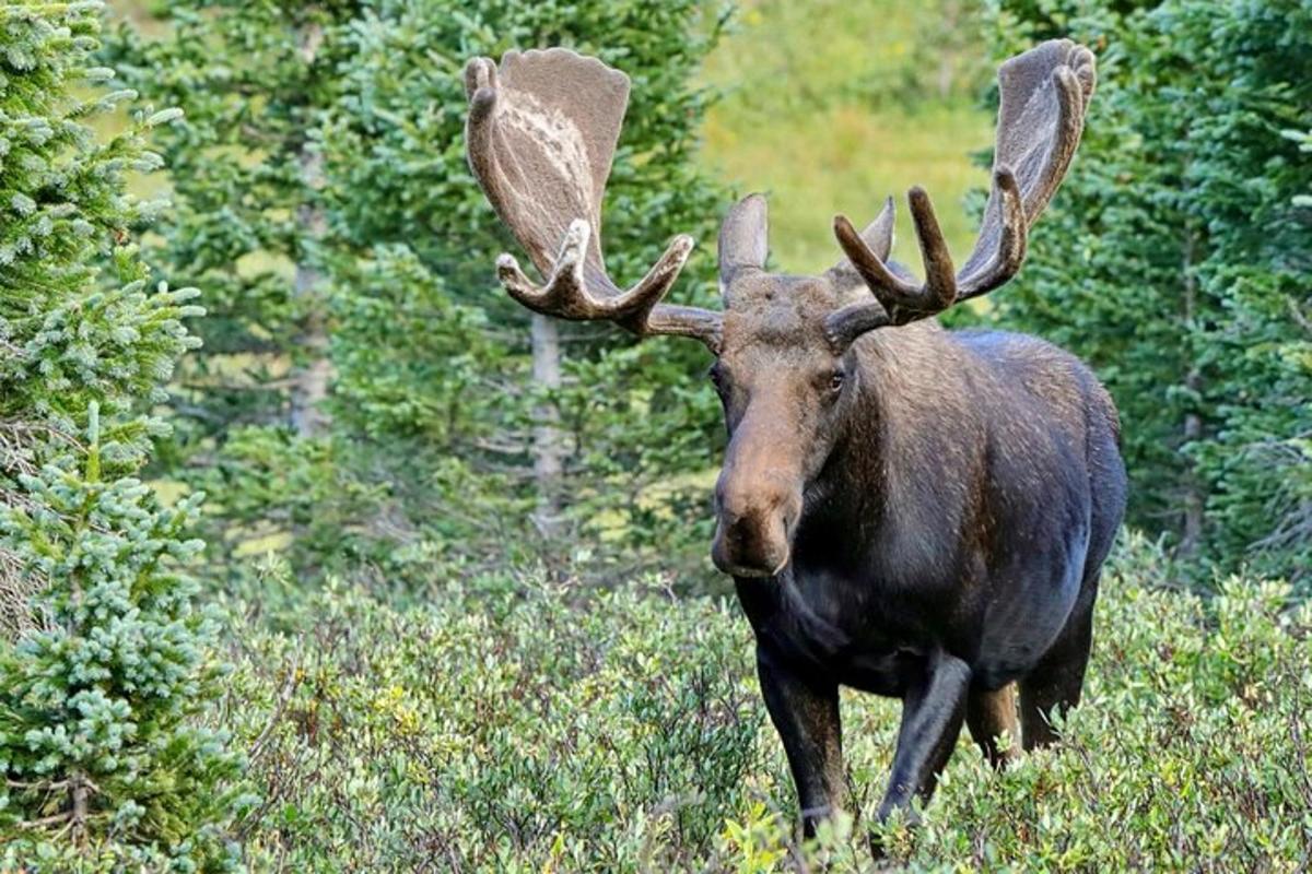 Bilde 3 av attraksjonen