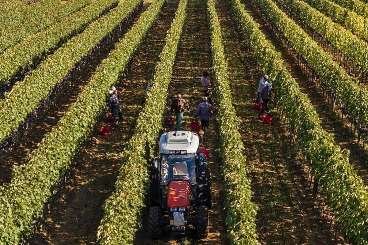un trattore in un campo di mais con persone che lavorano