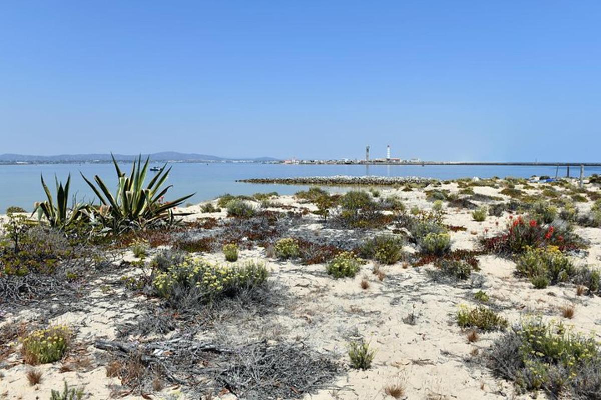 una platja amb plantes i l'oceà al fons