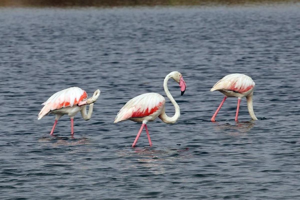 tres flamencs dempeus en un cos d'aigua