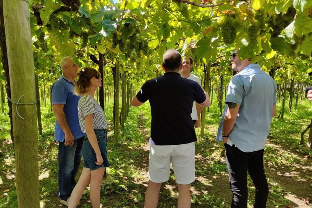 grupp inimesi, kes seisavad viinamarjaistanduses