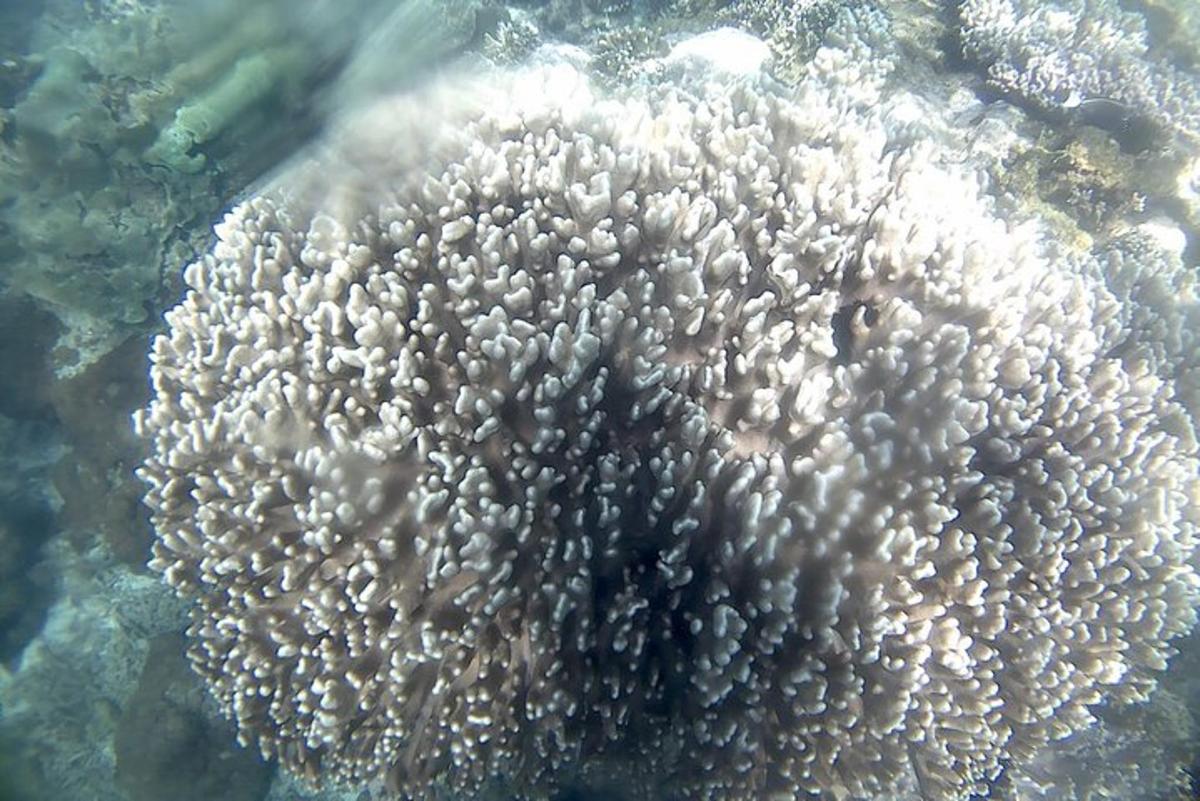 a coral reef in the ocean with