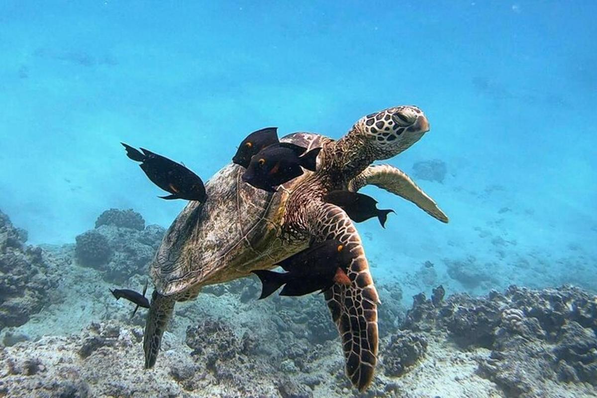 Lankytinos vietos ar pramogos nuotrauka numeris 4