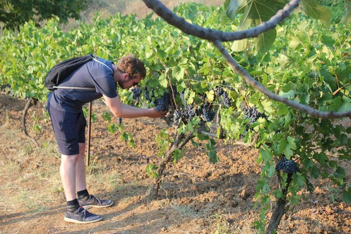 a man with a backpack picking grapes in a vineyard