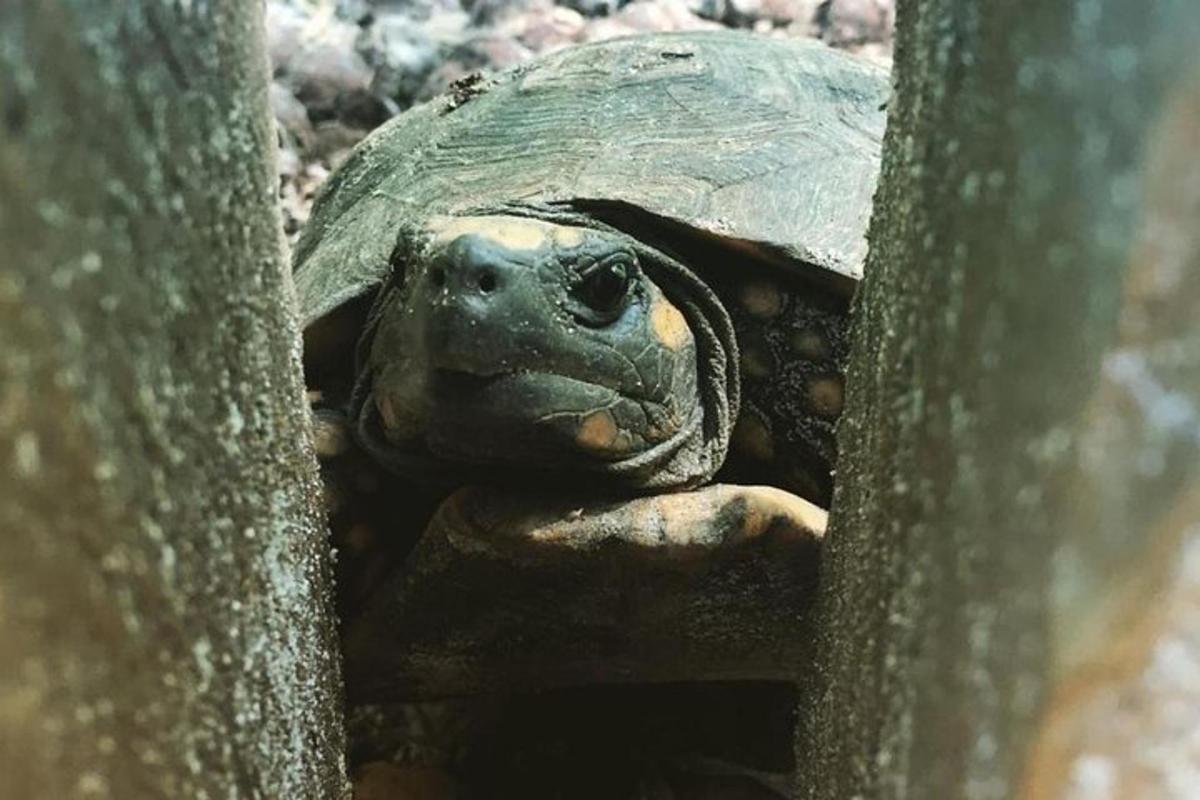 Lankytinos vietos ar pramogos nuotrauka numeris 7