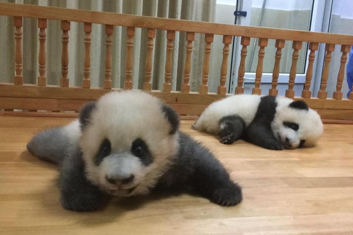 两只熊猫躺在地板上