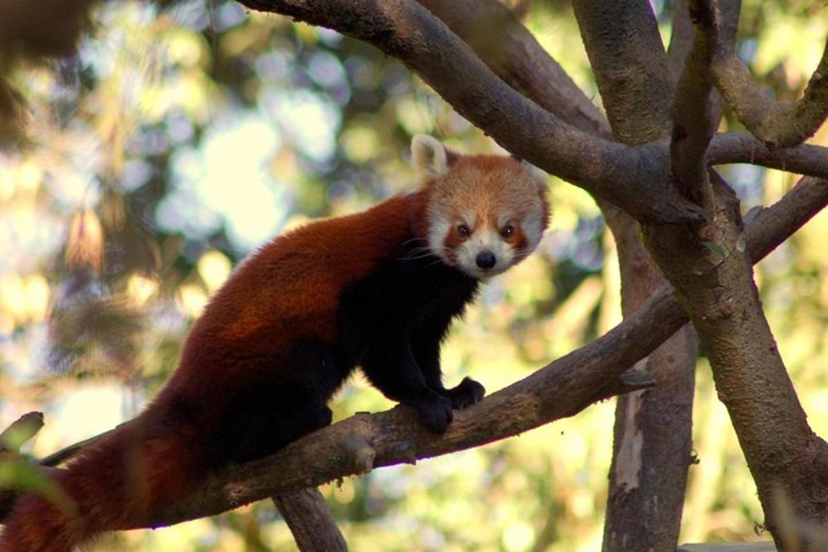 Un oso panda rojo sentado en la rama de un árbol