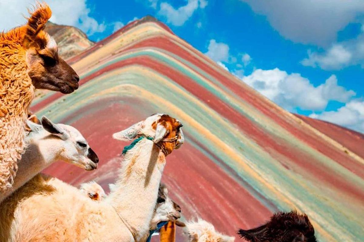 a group of llamas standing in front of a mountain