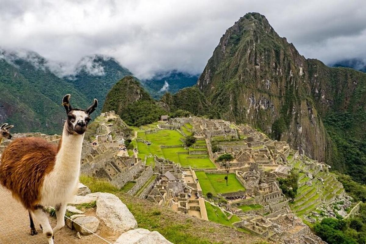 un lama in piedi sulla cima di una montagna