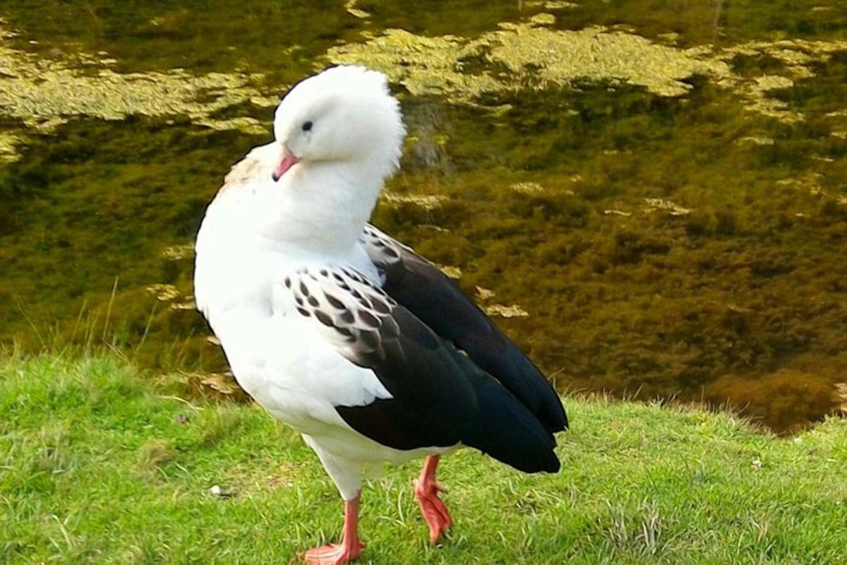 a white and black bird standing in the grass