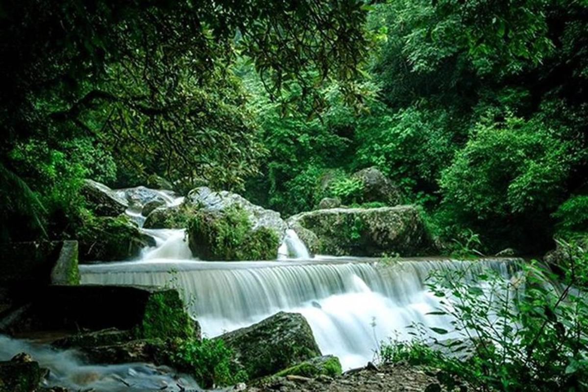 aliran air dengan bebatuan di hutan