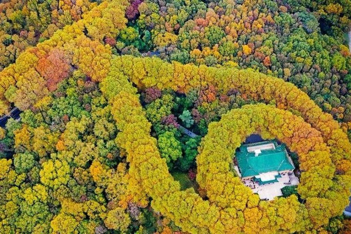 森林中房屋的鸟瞰图