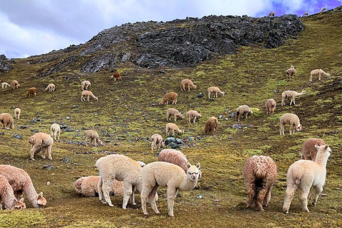 sauðahjörð á beit á grasi vaxinni hæð