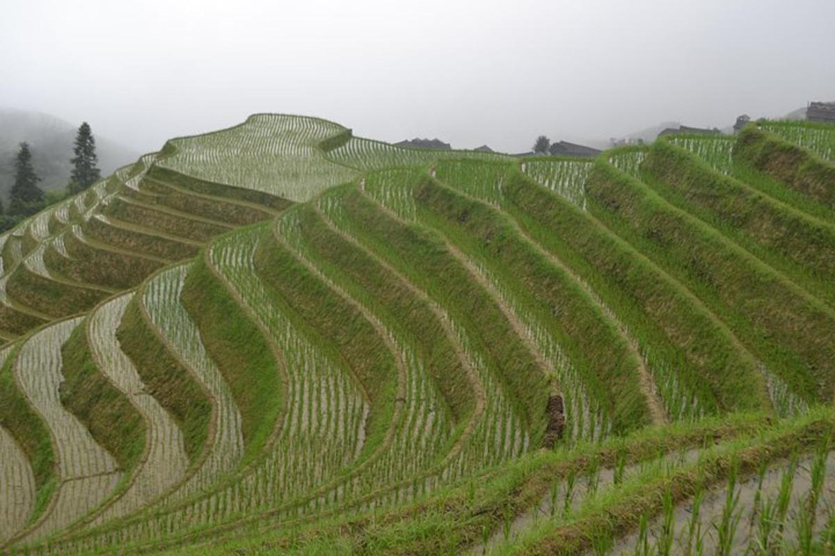 a large field of green crops on a hill