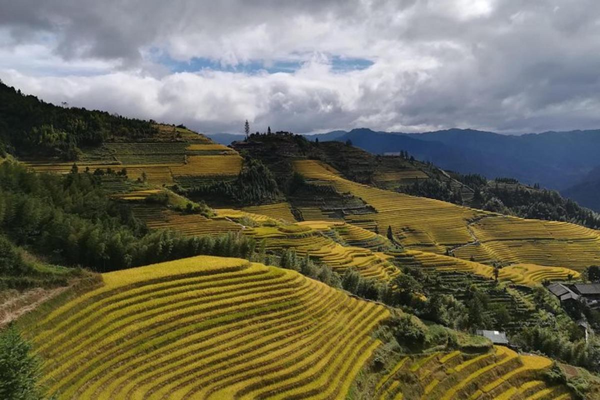 an aerial view of a field of crops on a hill
