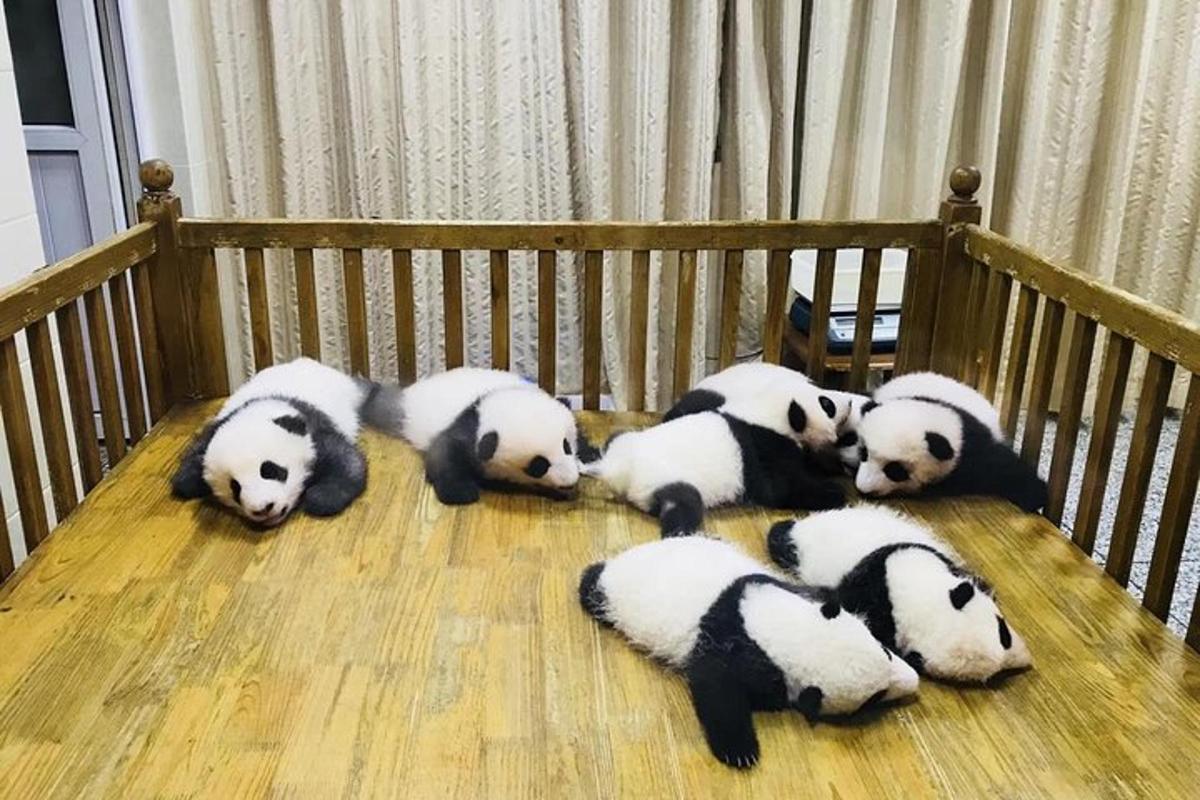 一群熊猫躺在婴儿床里