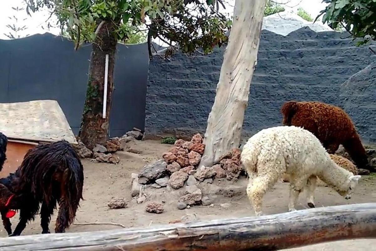 Un grupo de animales parados en un zoológico.