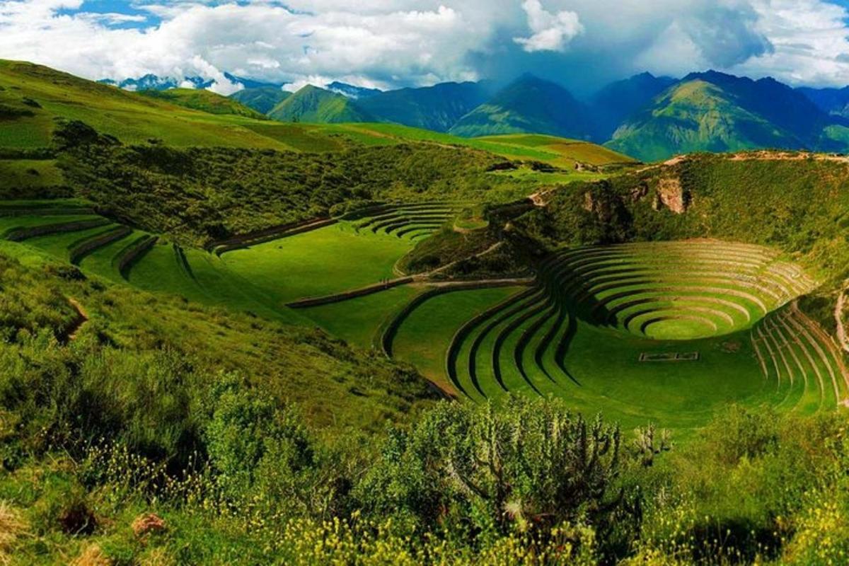 um grupo de campos em socalcos numa encosta verde