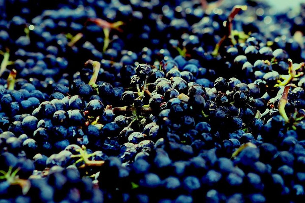 isang malaking grupo ng mga blueberry na nakaupo sa lupa