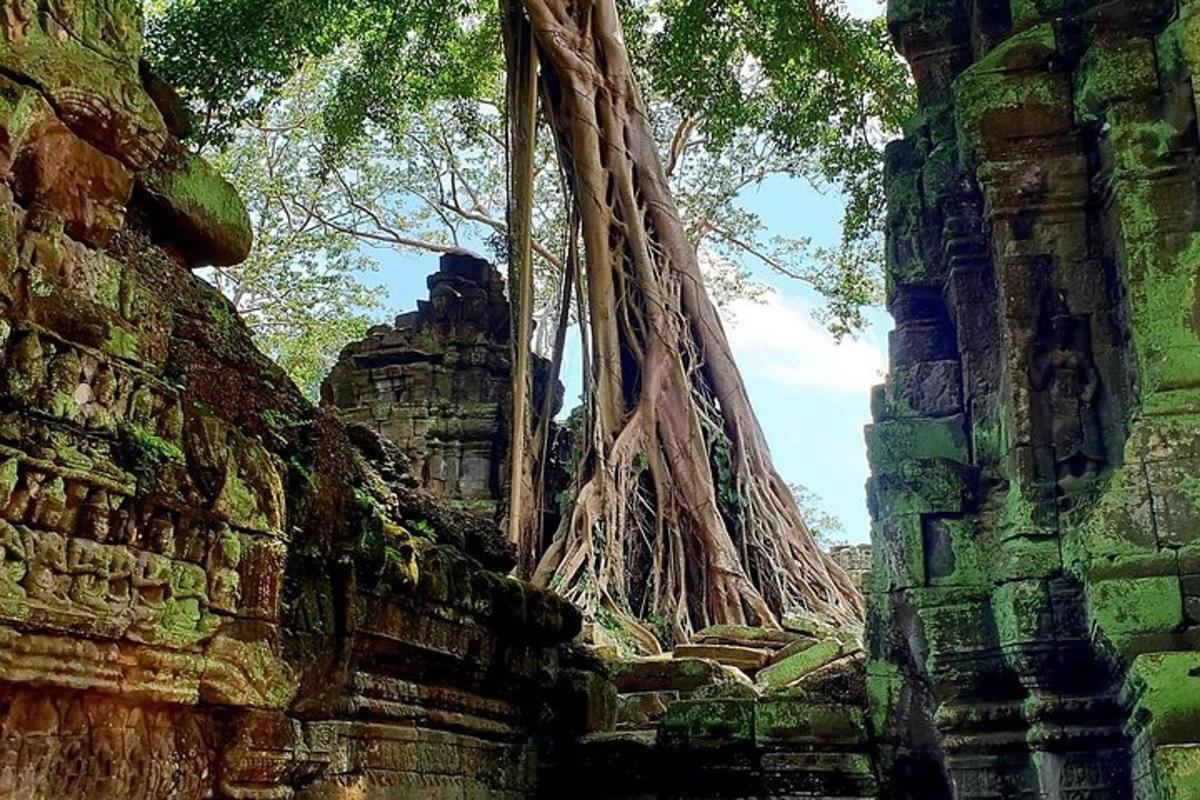 un arbre que creix sobre les ruïnes d'un edifici antic