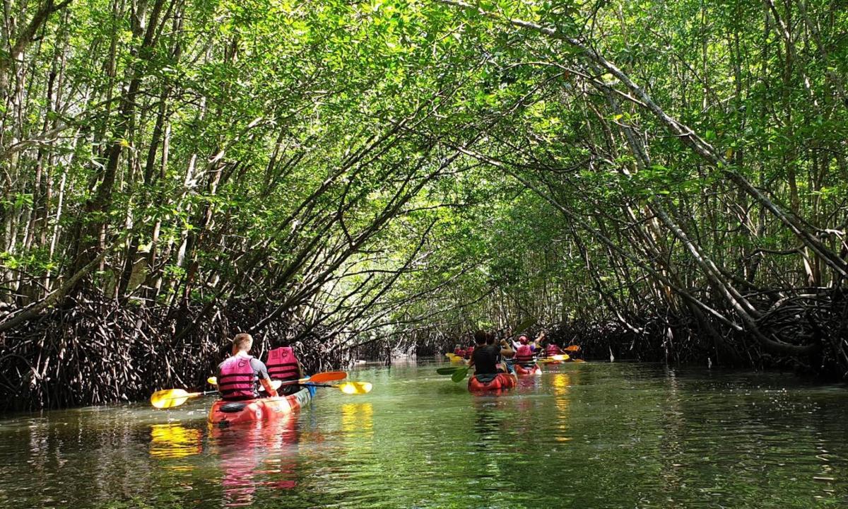 un gruppo di persone che fa kayak attraverso una foresta di mangrovie