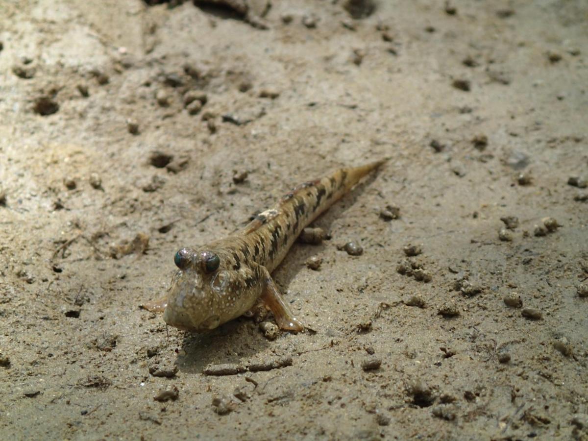 Lankytinos vietos ar pramogos nuotrauka numeris 4