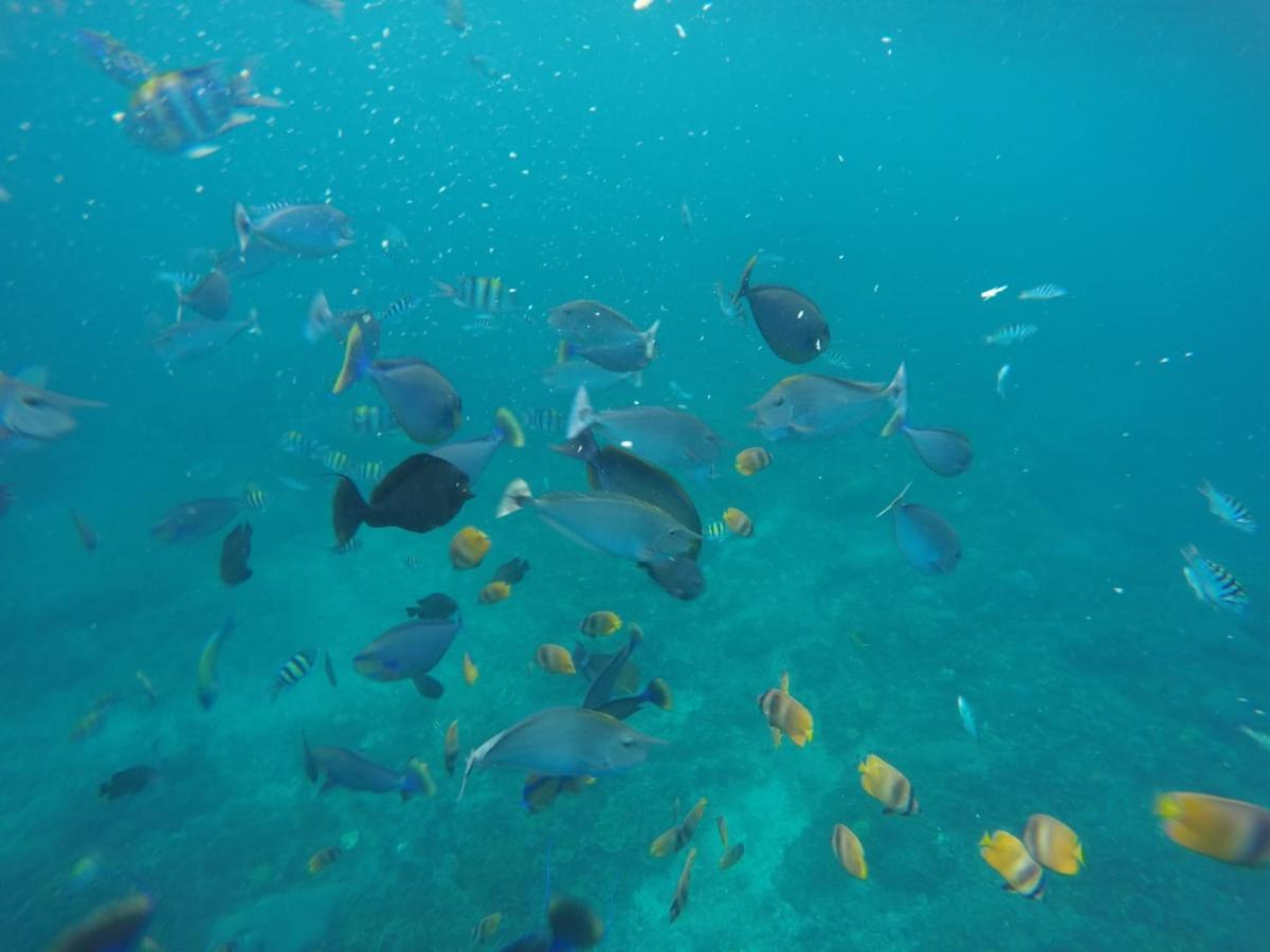 a group of fish swimming in the ocean