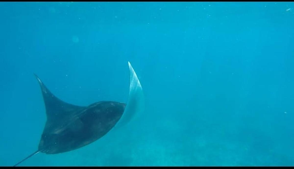 a whale shark swimming under the water