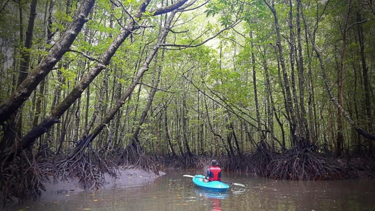 una persona en un kayak en el agua en un bosque