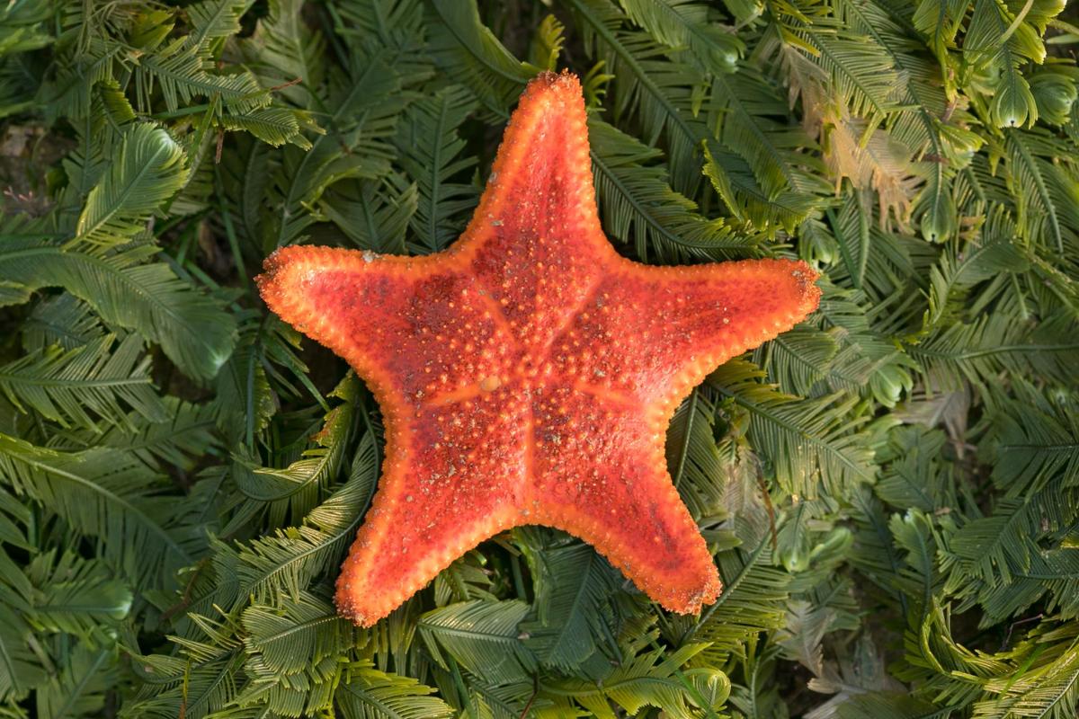 an orange starfish hanging on a green plant