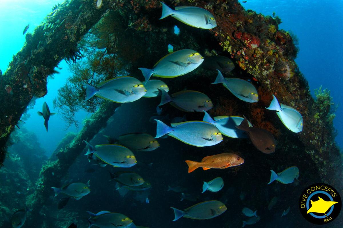 a group of fish swimming around a boat in the ocean