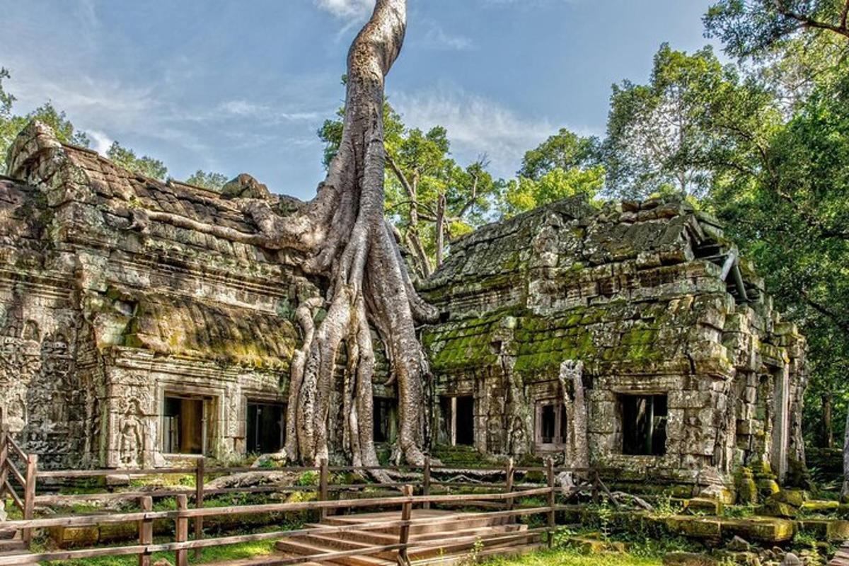 một tòa nhà cũ có một cái cây mọc ra từ đó
