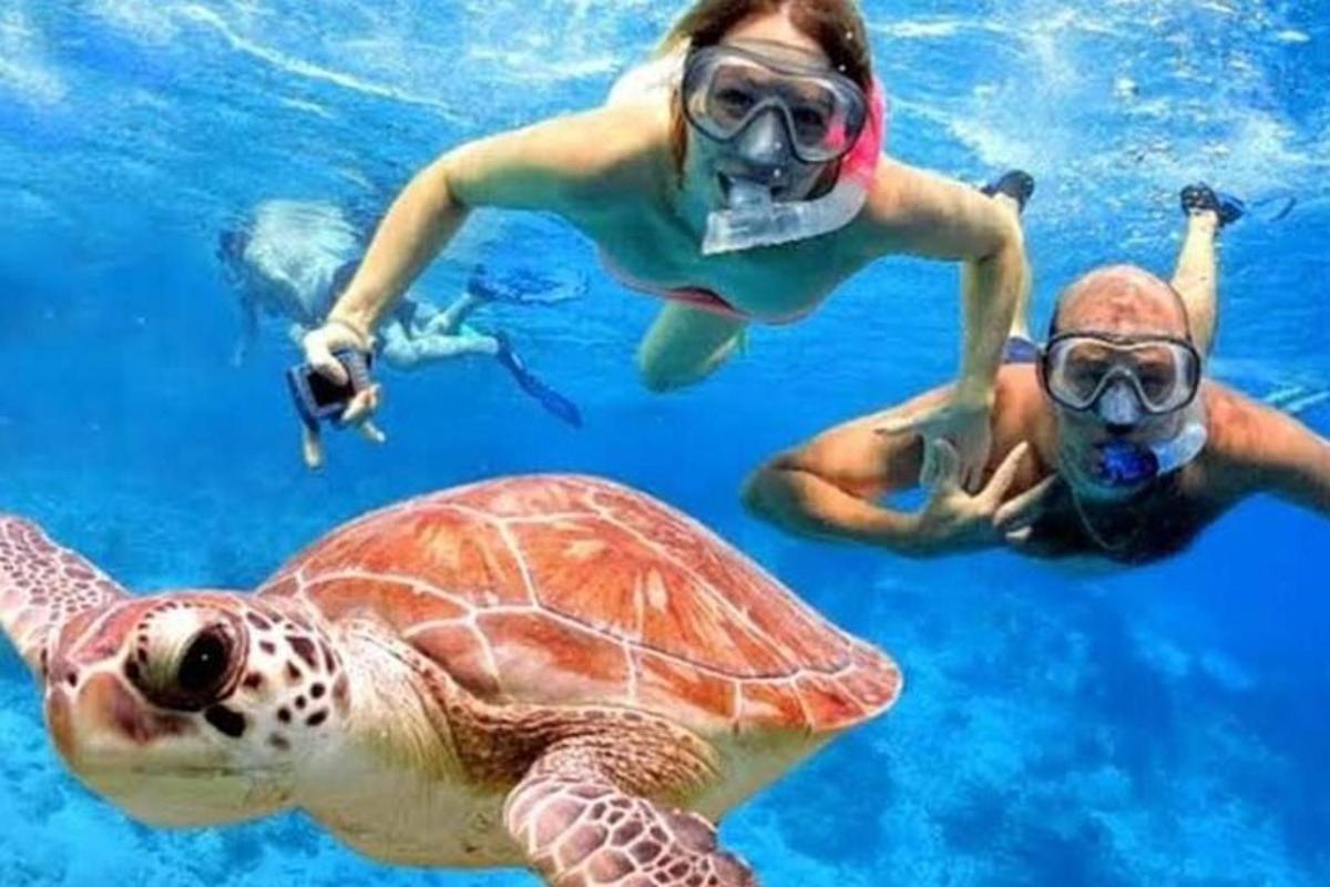 zwei Menschen und eine Meeresschildkröte im Wasser