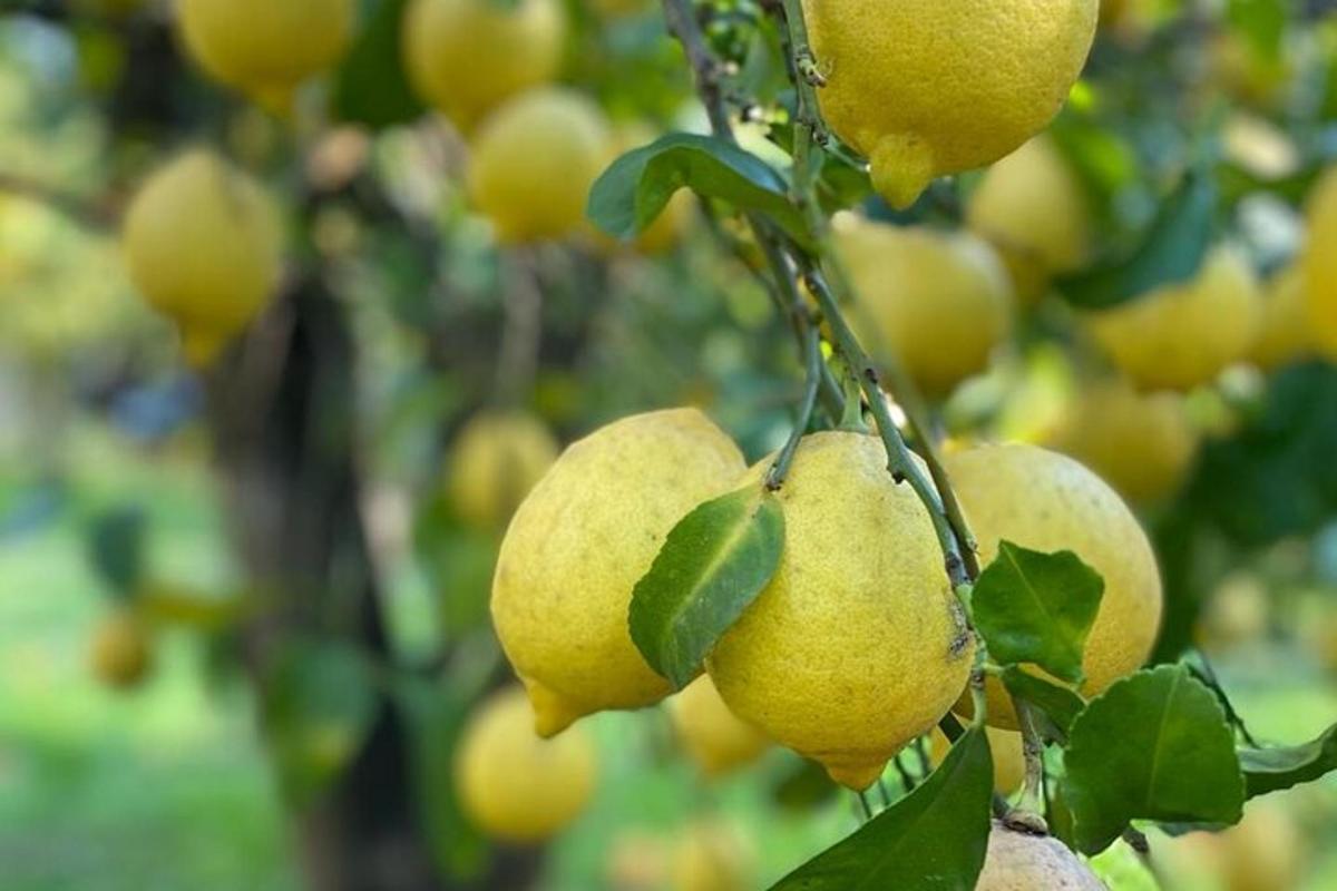 Un montón de fruta amarilla colgando de un árbol.
