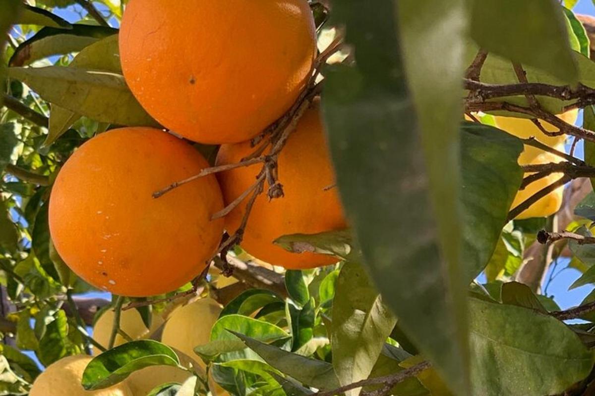 مجموعة من البرتقال معلقة على شجرة