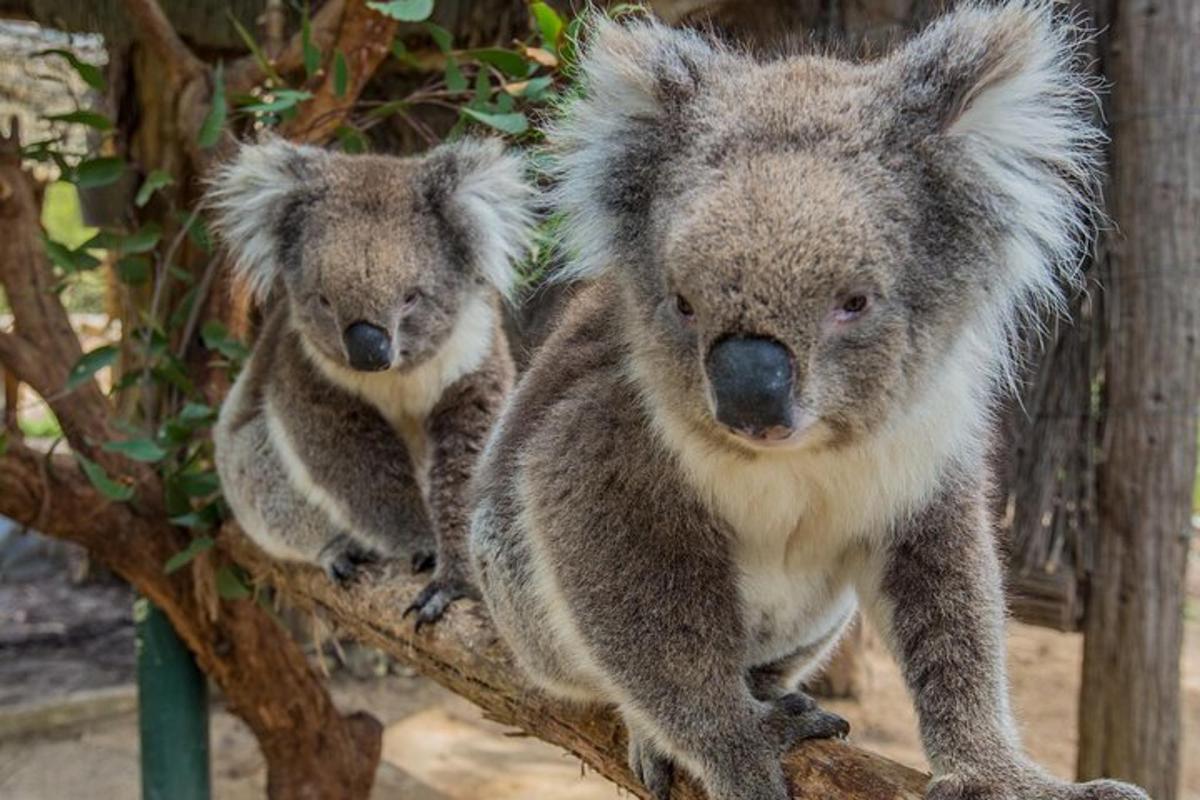 two koalas are sitting on a tree branch