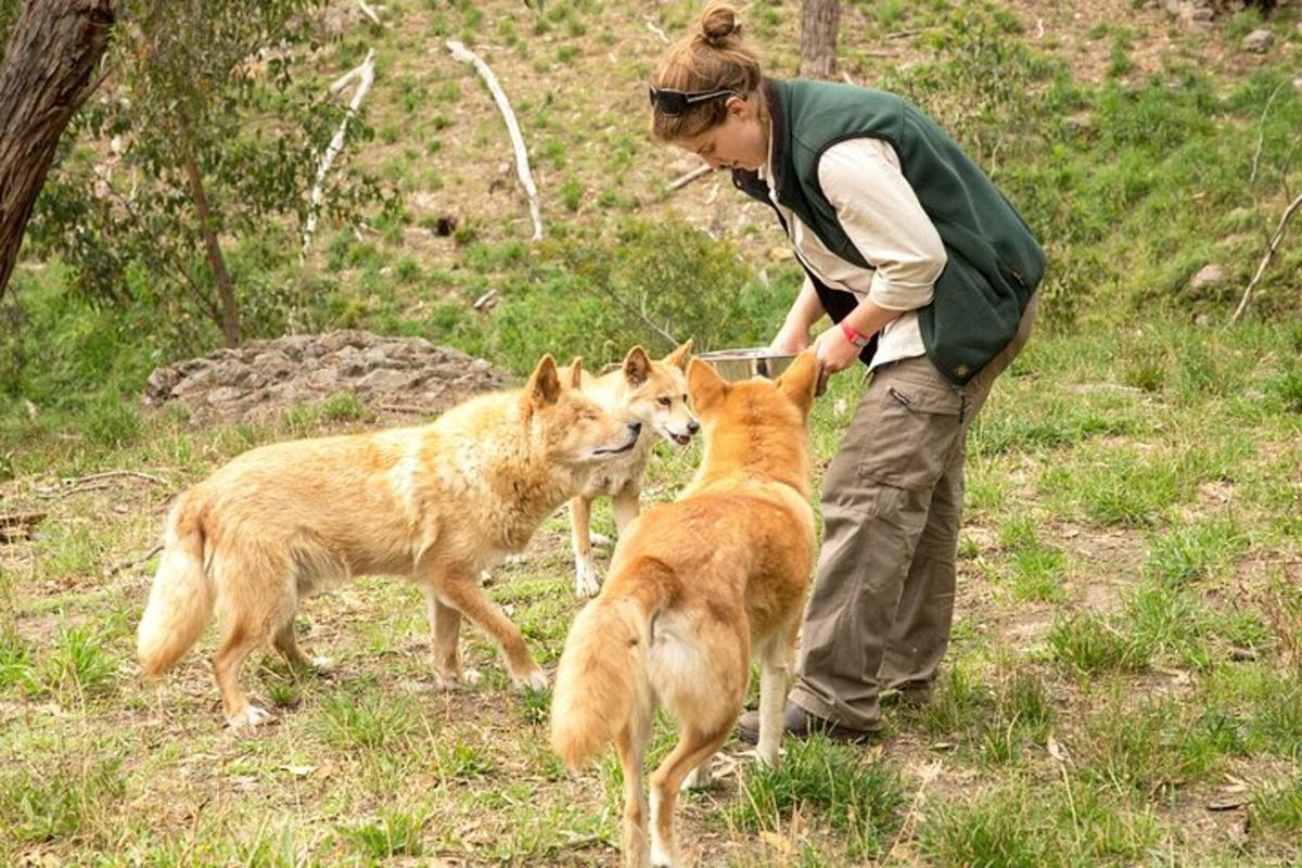 seorang wanita bermain dengan dua ekor anjing di padang
