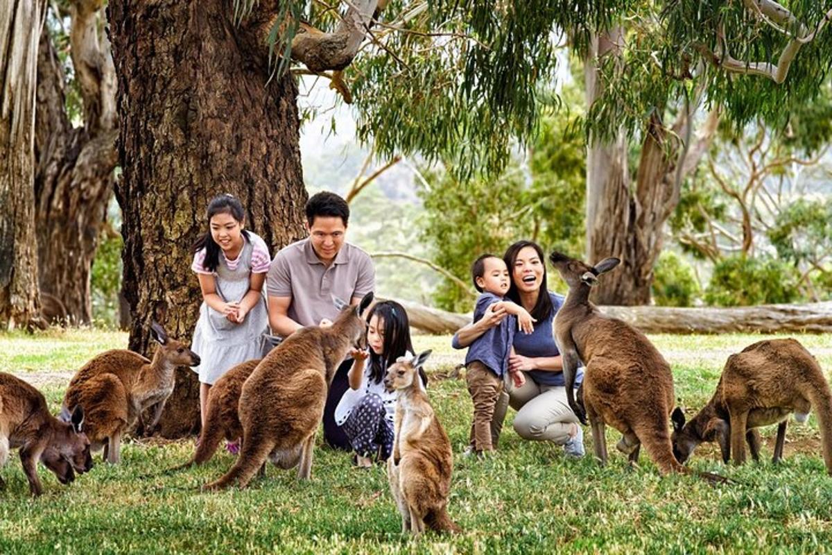 a group of people playing with a group of kangaroos