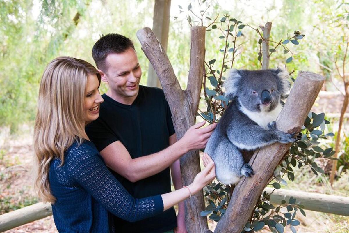 a man and woman holding a koala in a zoo