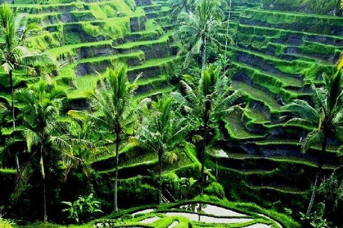 una vista aérea de un campo de palmeras