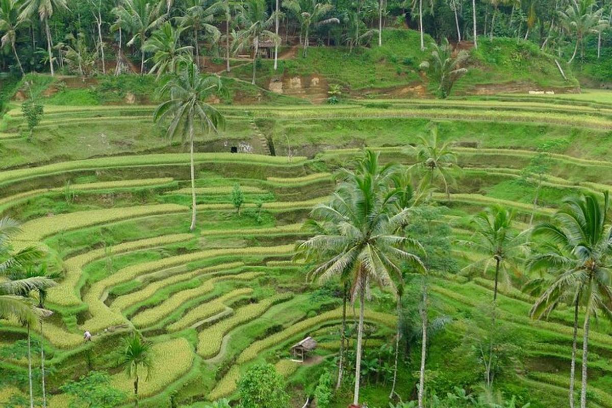una vista aerea di un campo con palme