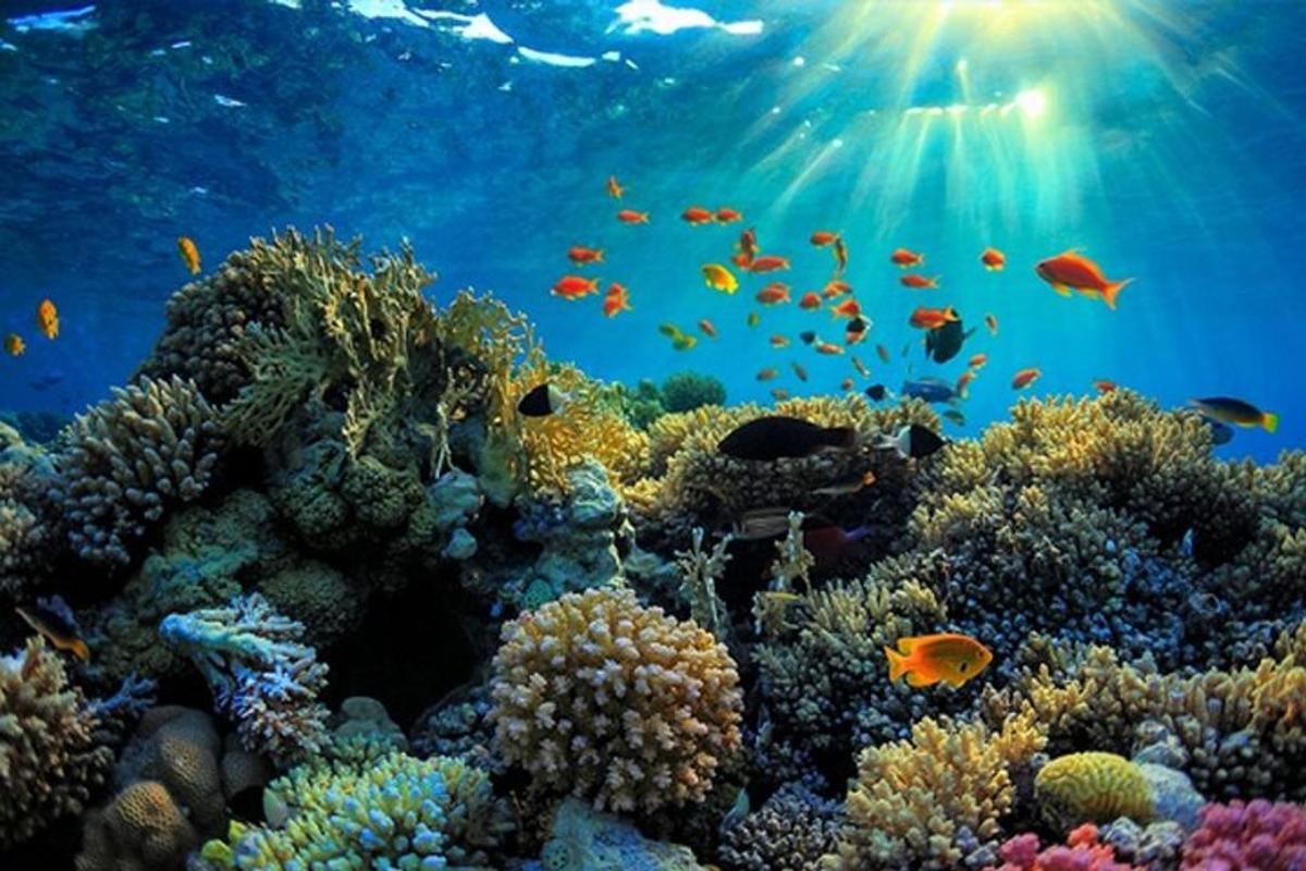 terumbu karang dengan ikan di lautan