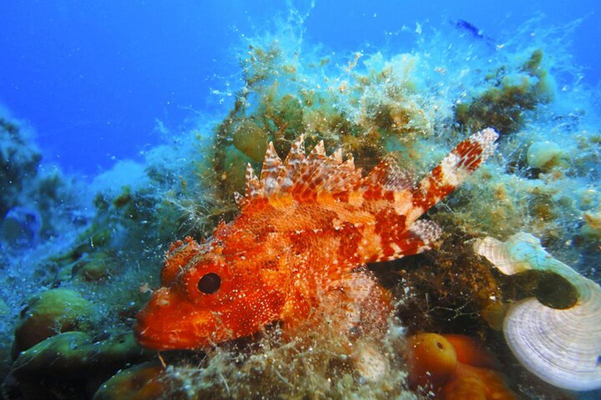 um peixe laranja está em um recife de coral