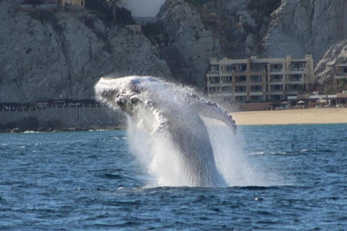 egy nagy fehér delfin ugrik a vízbe
