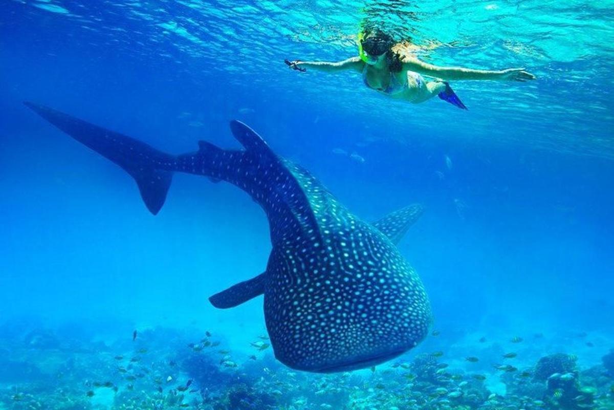 žena plave v oceánu vedle žraloka velrybího